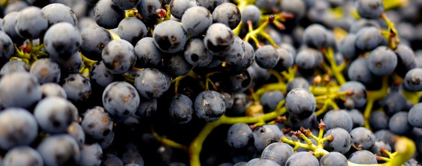racimo uvas vino V1